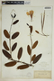 Rhabdadenia biflora (Jacq.) Müll. Arg., U.S.A., A. H. Curtiss 2266, F