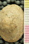 P 20472 acu