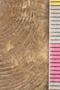 2019 IMLS Ordovician Digitization Project. Brachiopoda fossil