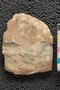 2019 IMLS Ordovician Digitization Project. Brachiopoda fossil