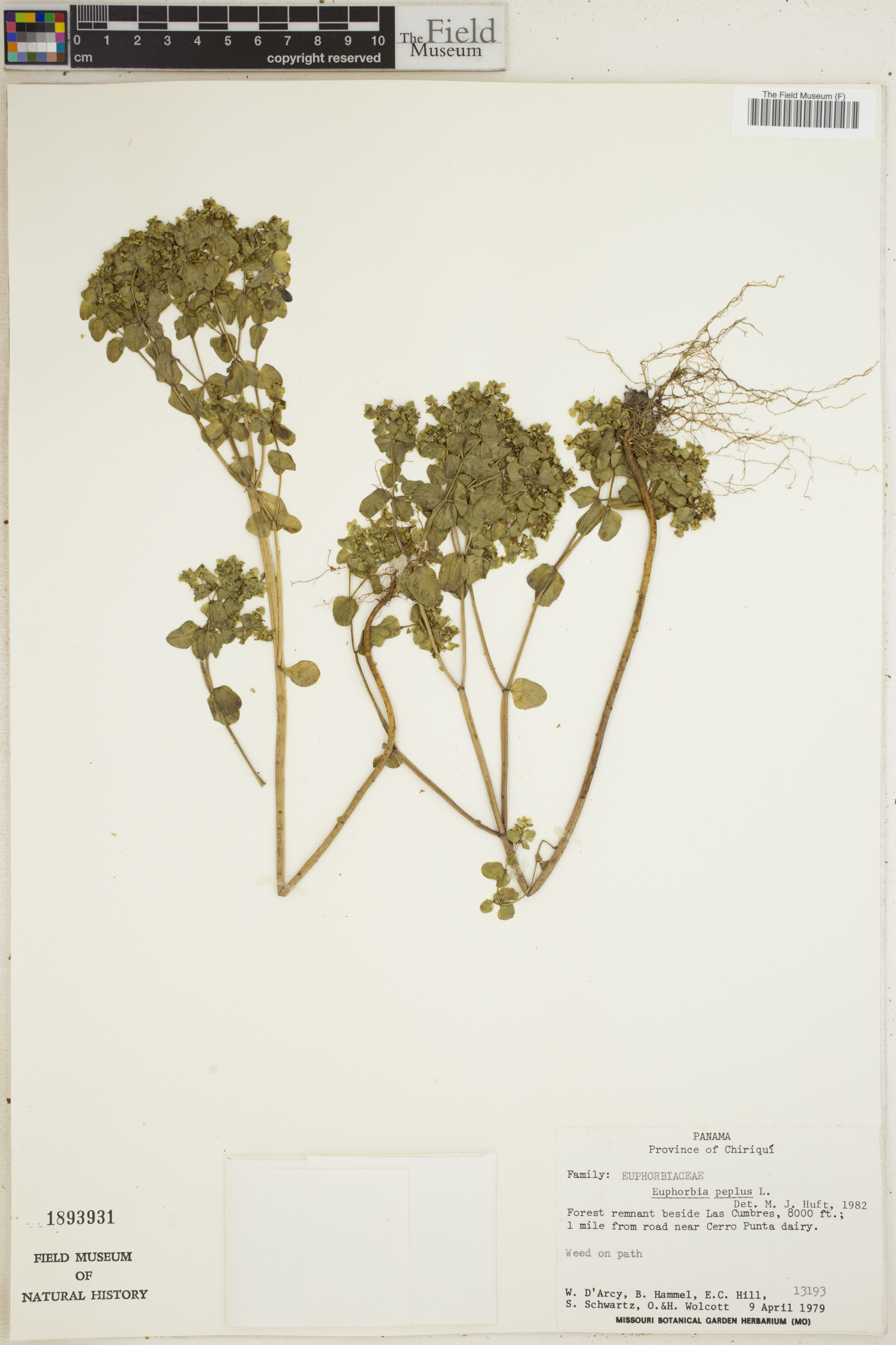 Euphorbia peplus image