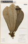 Euphorbia sinclairiana image