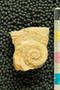 2020 IMLS Ordovician Digitization Project. Gastropoda fossil