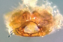 Porrhomma convexum female epigynum