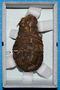 175814 bundle of leaf wound with fiber cord