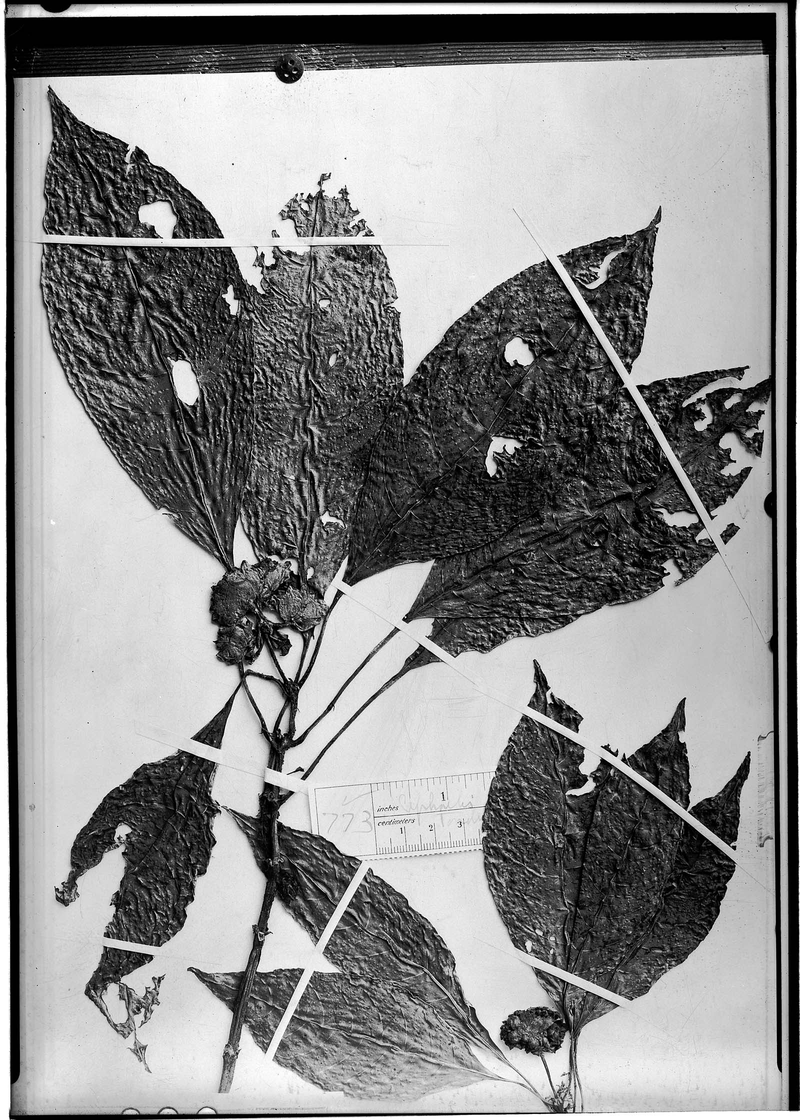Palicourea tonduzii image