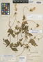 Cobaea flava Prather, Peru, A. Weberbauer 6397, Isotype, F