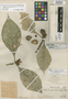 Duroia trichocarpa Standl., PERU, Ll. Williams 3470, Holotype, F