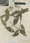 Aegiphila smithii Moldenke, PERU, E. P. Killip 26957, Isotype, F
