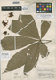 Herrania nitida var. sphenophylla R. E. Schult., PERU, J. Schunke Vigo 45, Isotype, F