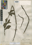 Stachytarpheta quirosana Moldenke, A. Weberbauer 6343, Isotype, F