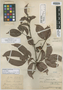 Paullinia uchocacha J. F. Macbr., PERU, Ll. Williams 1211, Holotype, F