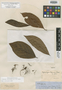 Hydrangea sprucei Briq., Peru, R. Spruce 4328, Isolectotype, F