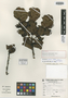 Symplocos psiloclada B. Ståhl, PERU, A. Cano E. 3916, Holotype, F