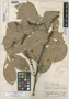 Paullinia mazanensis J. F. Macbr., PERU, J. Schunke Vigo 243, Holotype, F