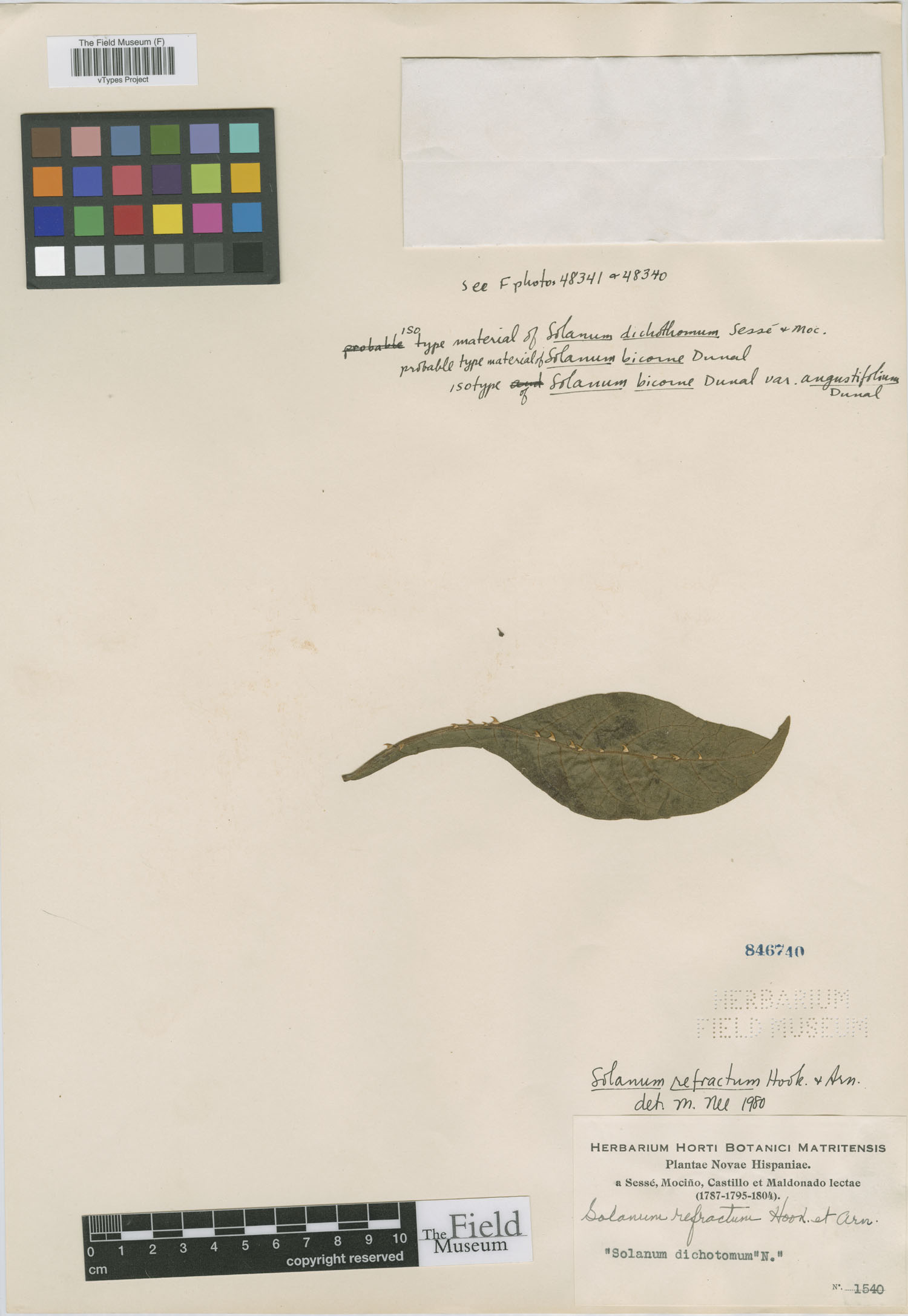 Solanum dichotomum image