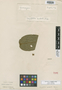 Aegiphila cordata Poepp., PERU, E. F. Poeppig 2158, Isotype, F