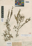 Ligea flexuosa Tul., FRENCH GUIANA, F. M. R. Leprieur, Isotype, F