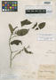 Coffea crassiloba Benth., BRITISH GUIANA [Guyana], R. H. Schomburgk 363, Isosyntype, F