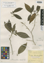Coffea crassiloba Benth., BRITISH GUIANA [Guyana], R. H. Schomburgk 199, Isosyntype, F