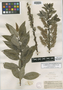 Salix glaucophylla var. latifolia image