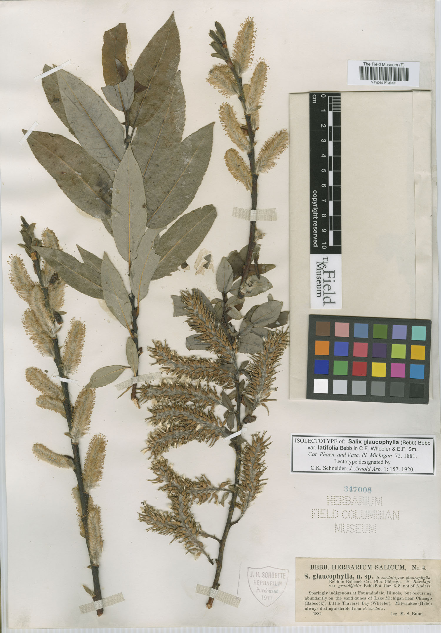 Salix glaucophylla image