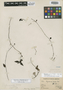 Peperomia aerea Trel., Peru, C. Schunke 494, Holotype, F