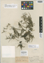 Podostemum ceratophyllum var. circumvallatum P. Royen, HONDURAS, P. C. Standley 56080, Isotype, F