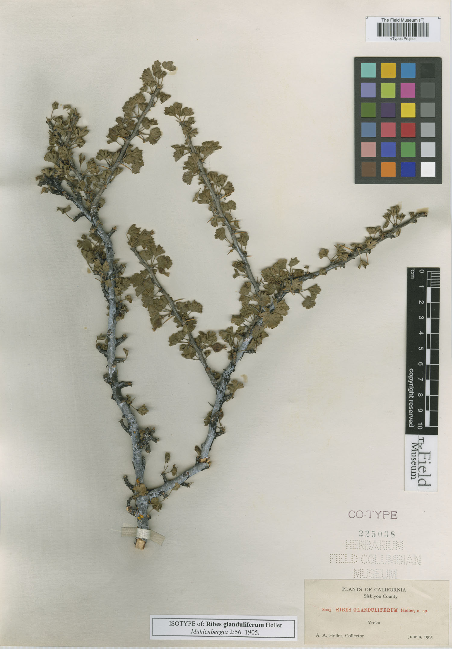 Ribes glanduliferum image