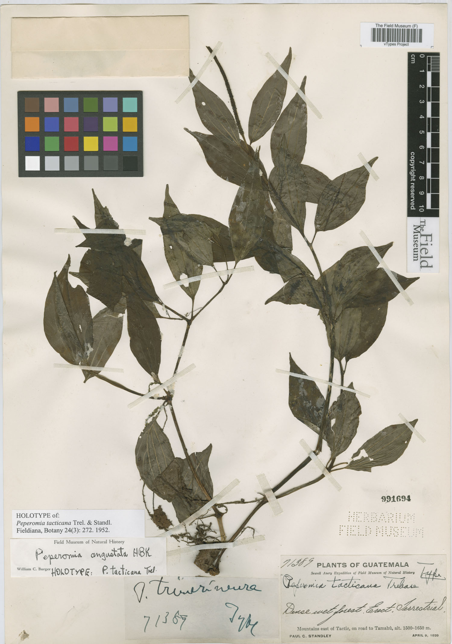 Peperomia rhexiifolia image
