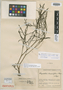 Rhyncholacis brassicifolia P. Royen, COLOMBIA, J. Cuatrecasas 6986, Isotype, F