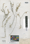 Polygala brachyanthema Blake, MEXICO, C. A. Purpus 5169, Isosyntype, F