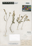 Polygala oophylla Blake, MEXICO, C. A. Purpus 3921, Isosyntype, F