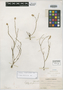 Polygala perennis Blake, MEXICO, Orcutt 3264, Isotype, F