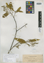 Xanthophyllum floriferum Elmer, PHILIPPINES, A. D. E. Elmer 12871, Isotype, F