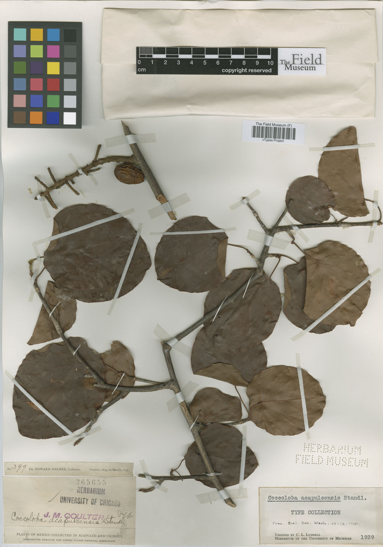 Coccoloba acapulcensis image