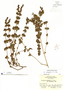Dicliptera sexangularis (L.) Juss., Belize, P. H. Gentle 9062, F