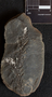 PP 6781 [HS, M] Plantae, Moscovian / Desmoinesian, Francis Creek Shale Member, United States of America, Illinois, Will, Mazon Creek Region