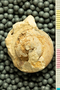 PE 58552 an