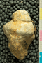 PE 58553 an