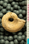 PE 58606 an