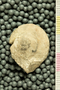 PE 58623 group