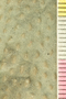 PE 61708 acu