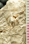 2020 IMLS Ordovician Digitization Project. Gastropoda fossil