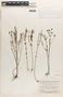 Appendicularia thymifolia (Bonpl.) DC., Suriname, F