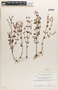 Appendicularia thymifolia (Bonpl.) DC., Guyana, F