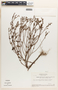 Appendicularia thymifolia (Bonpl.) DC., Brazil, F