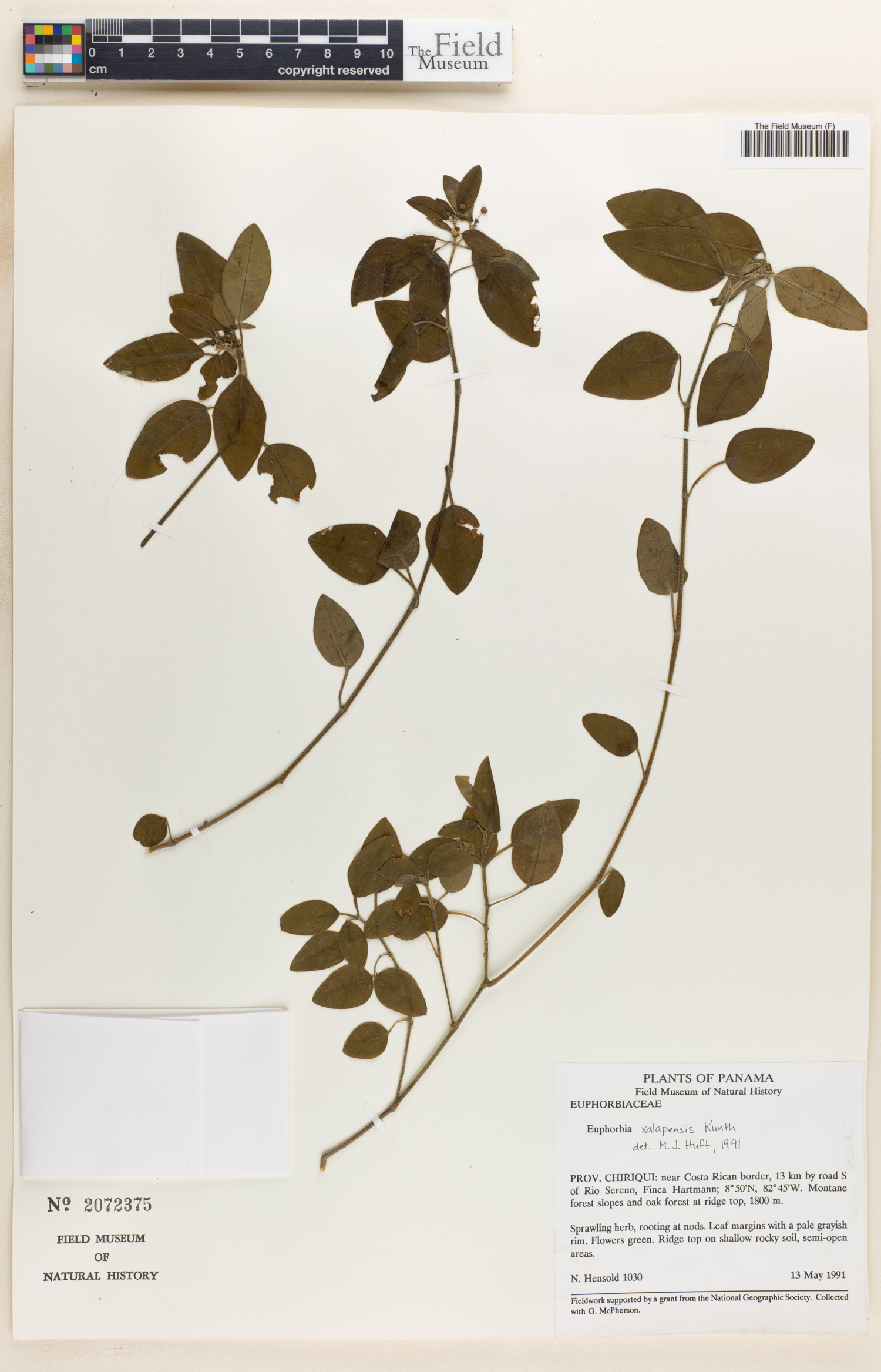 Euphorbia xalapensis image