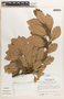Hieronyma oblonga (Tul.) Müll. Arg., Costa Rica, R. L. Wilbur 16759, F