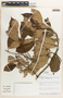 Hieronyma oblonga (Tul.) Müll. Arg., Costa Rica, M. H. Grayum 7745, F